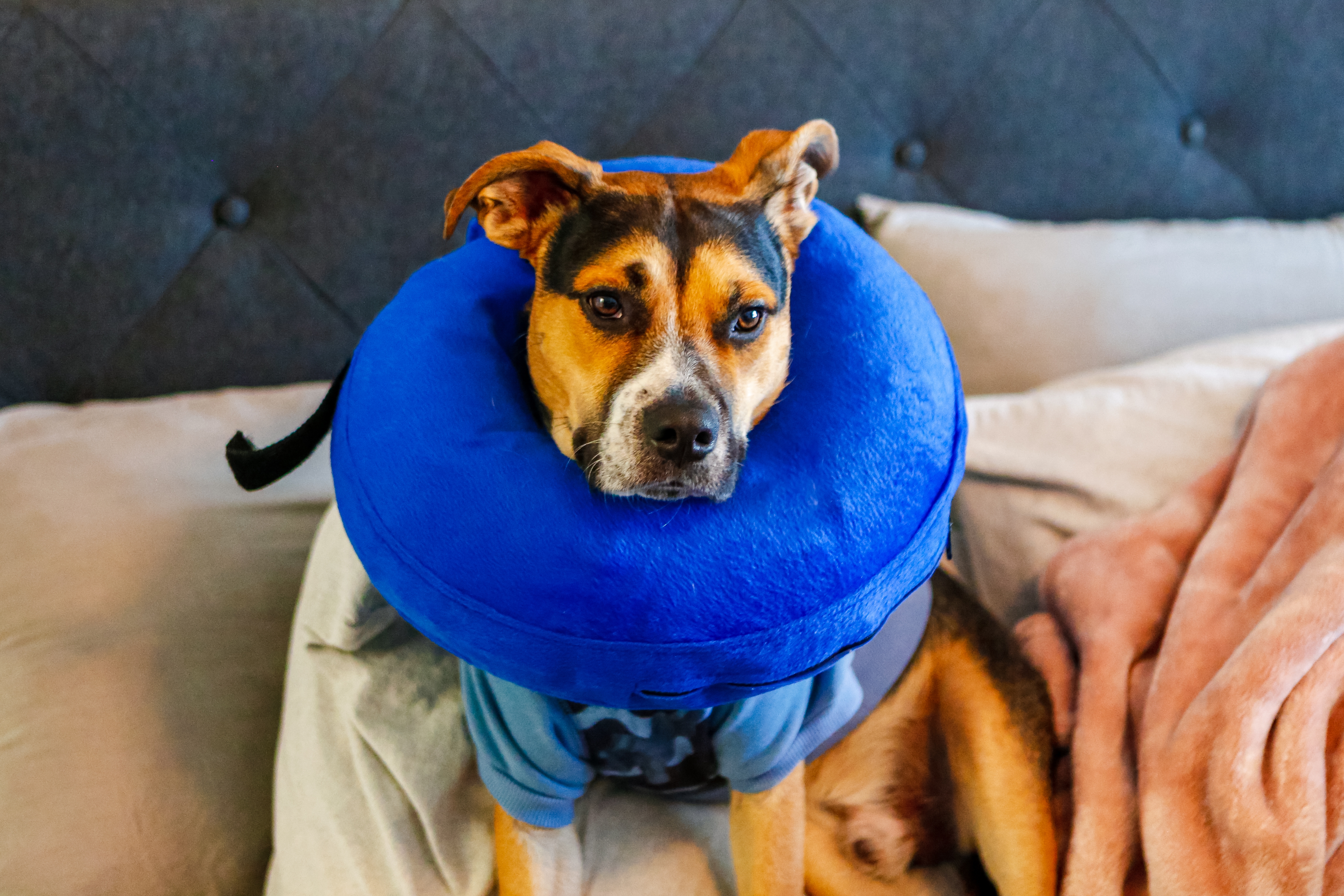Dog wearing blue soft donut cone after surgical procedure in recovery in cozy bed