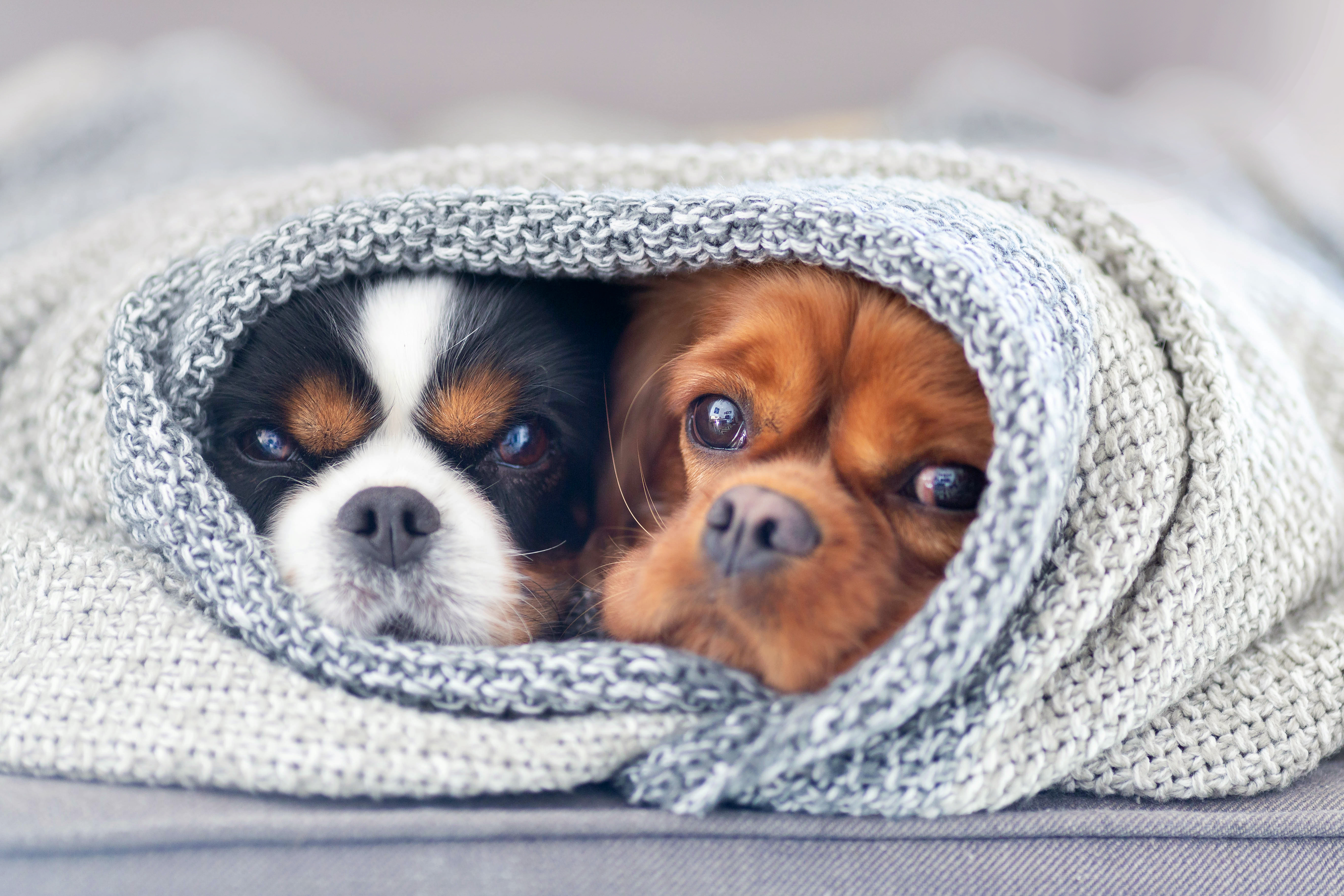 Two dogs under the blanket